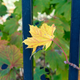 Illustration for article titled 2019-10-20 Looking for Fall Colours Around Downtown Kingston